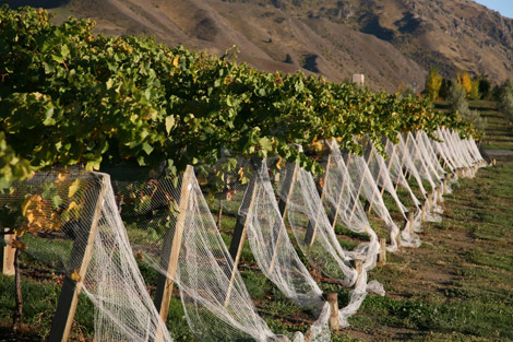 april-09-petes-2nd-visit-012 Row of vines, with nets at the ready